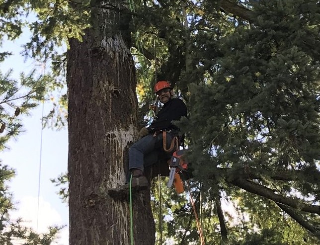 Tree trimming Tom Burke Lake Oswego